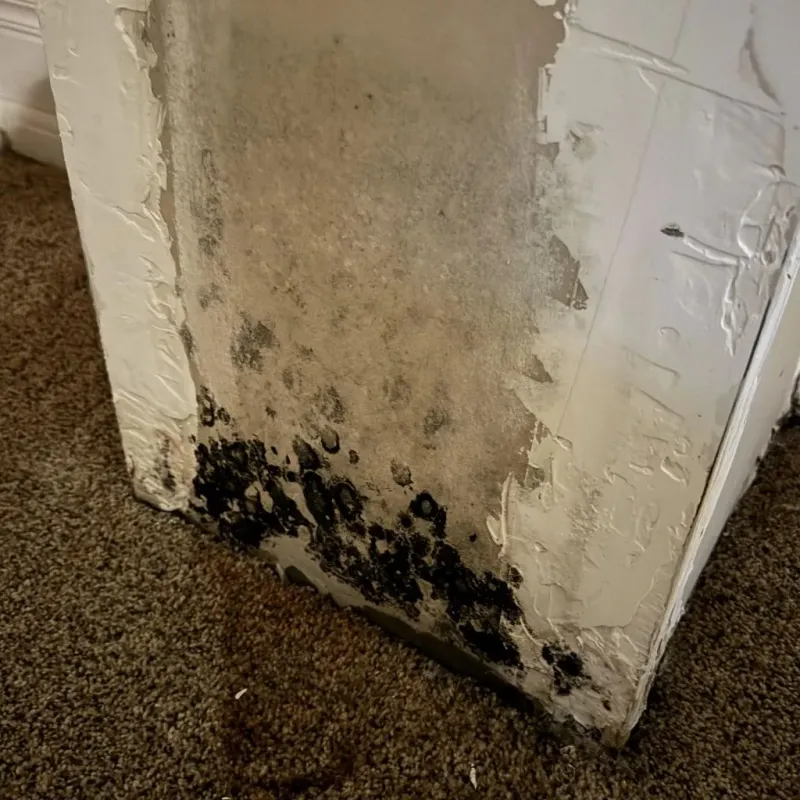Professional Mold Removal in Athens County, OH
